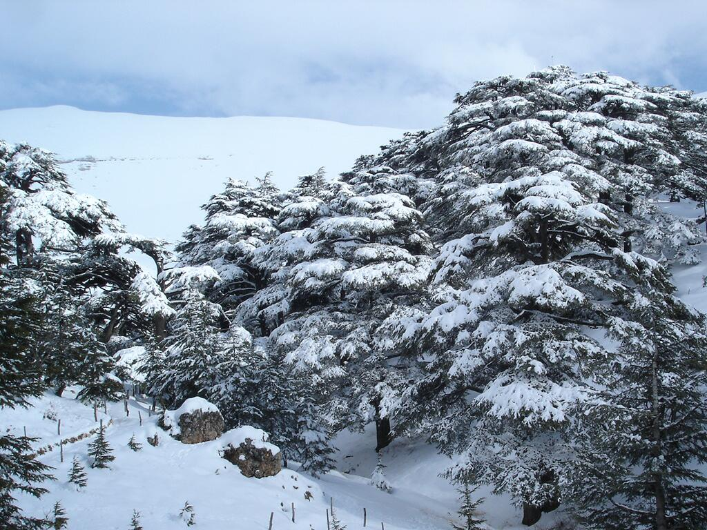 cedars lebanon
